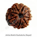 ashtamukhi-rudraksha-epoojastore-2