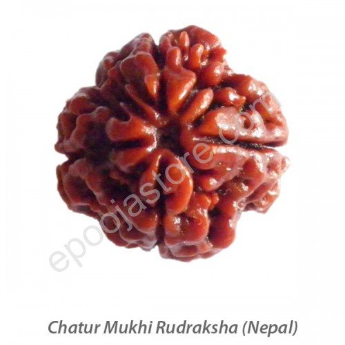 Chatur Mukhi Rudraksha